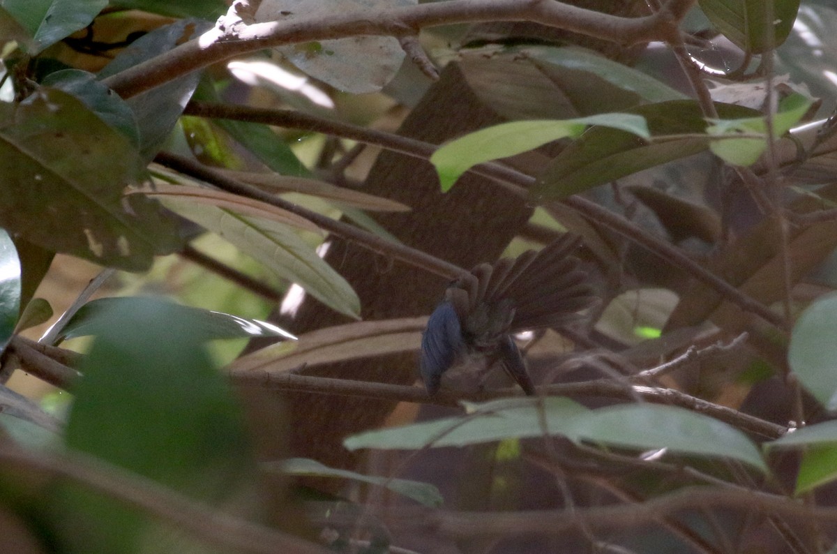 African Blue Flycatcher - ML145083361