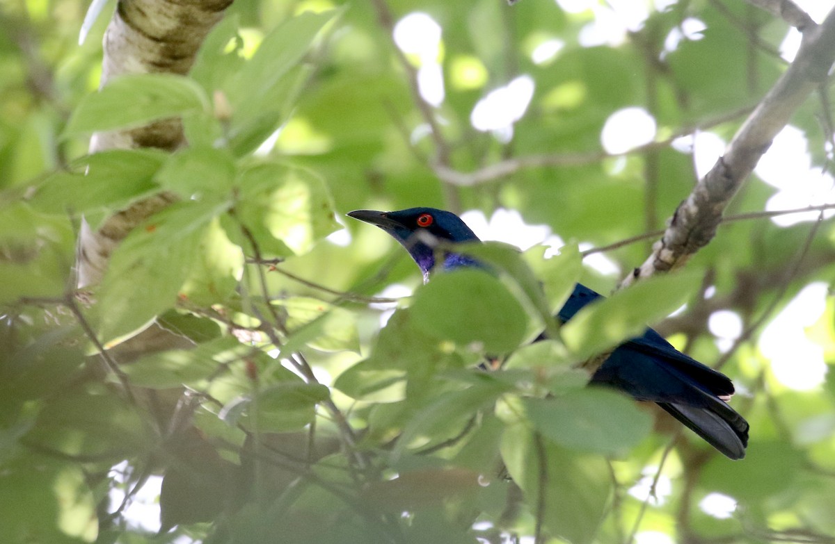 Bronze-tailed Starling - ML145083491