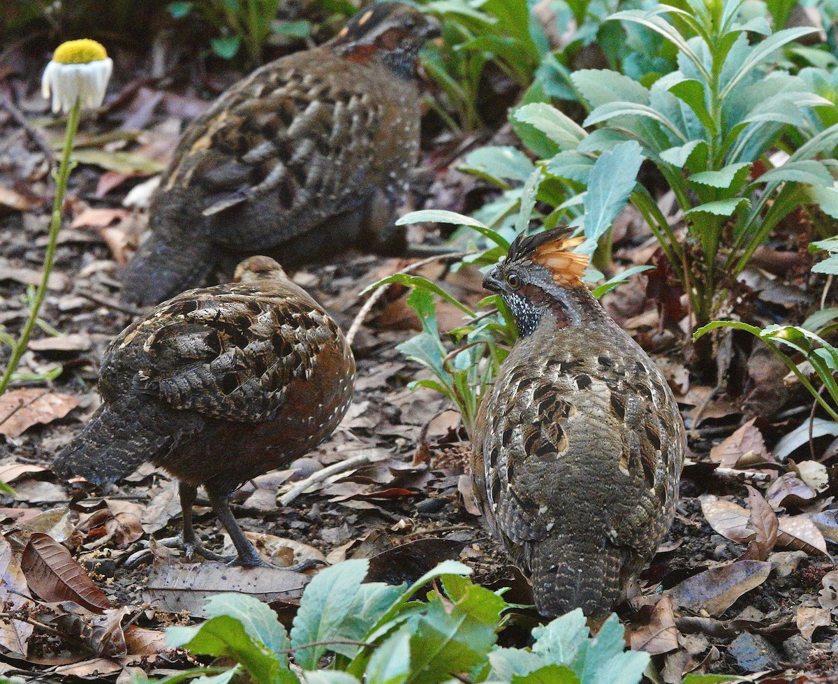 Spotted Wood-Quail - ML145083921