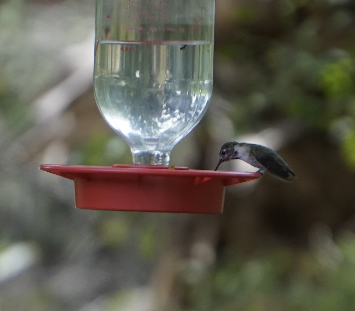 Calliope Hummingbird - ML145084321