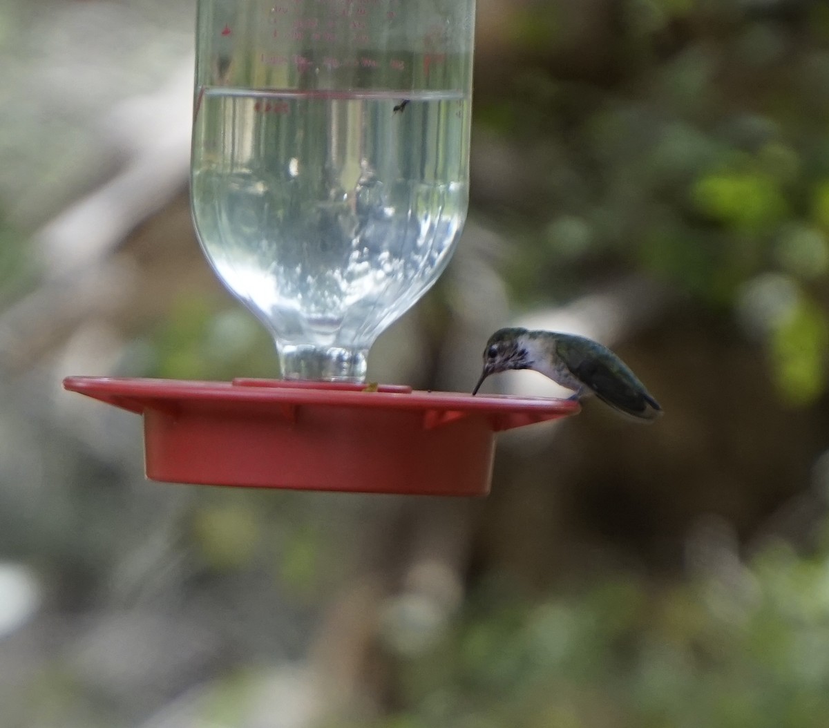Calliope Hummingbird - ML145084341