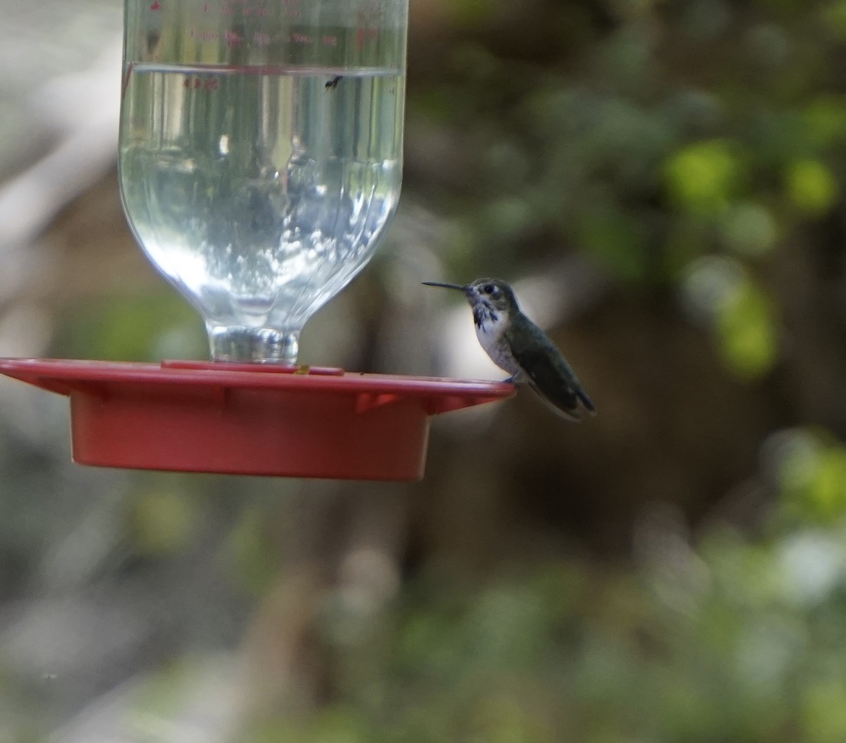 Calliope Hummingbird - ML145084381
