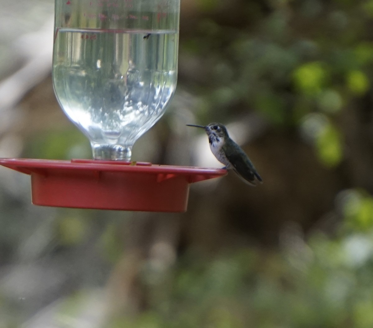 Colibrí Calíope - ML145084381