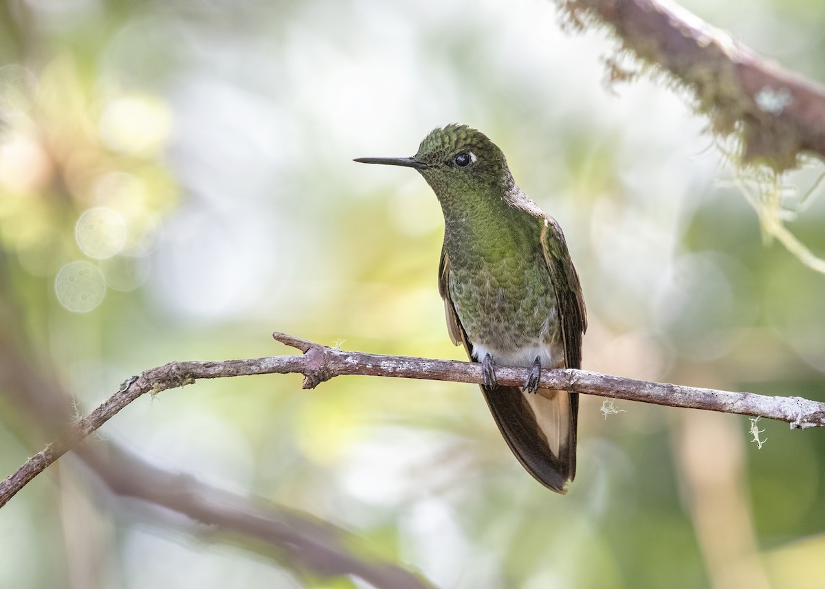 Buff-tailed Coronet - Carl Giometti 🍹