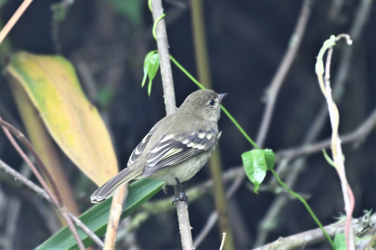 Mountain Elaenia - Liz Harper