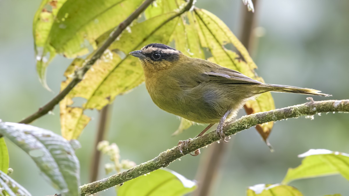 Black-capped Hemispingus - Carl Giometti 🍹