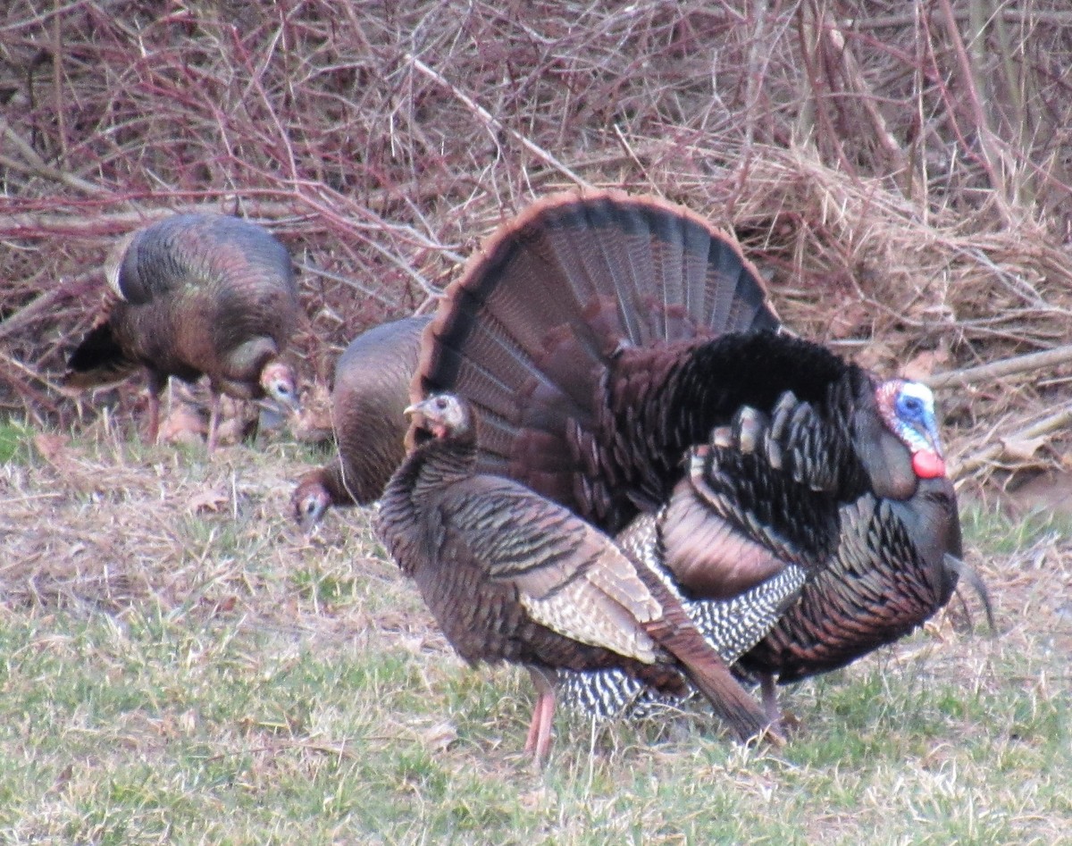 Wild Turkey - ML145088021