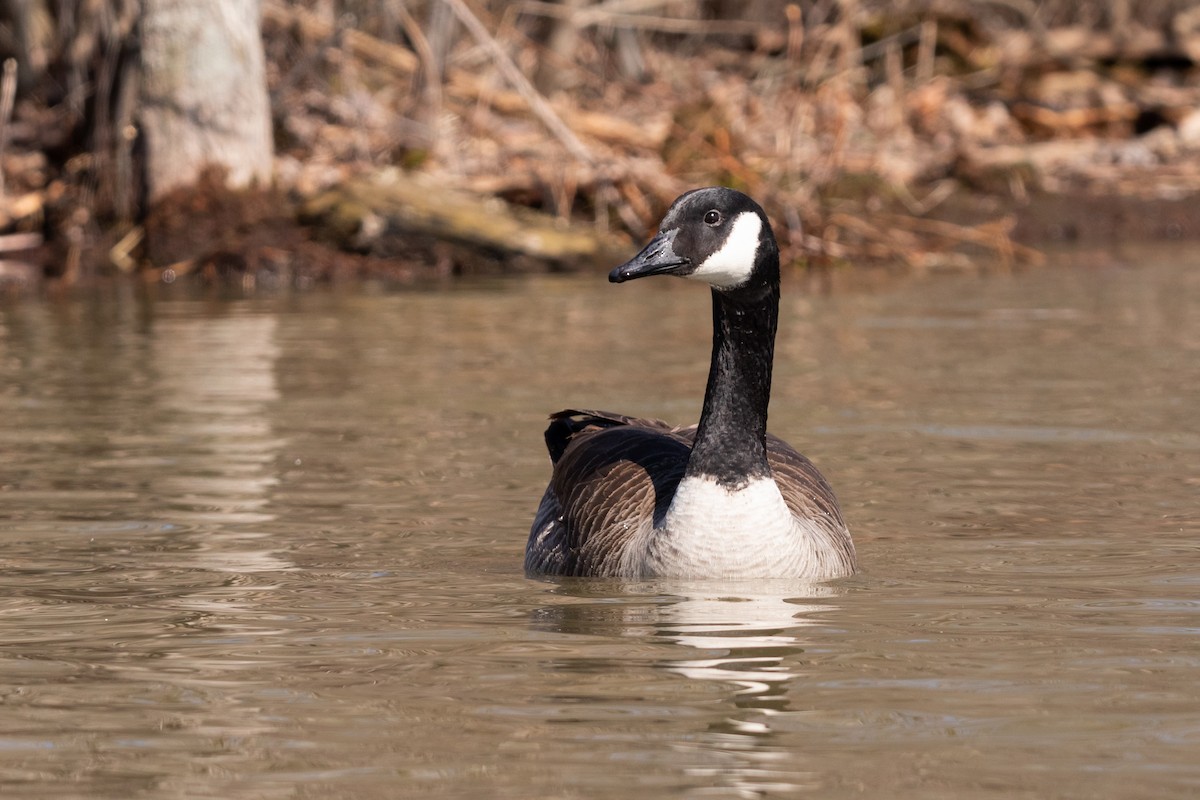 Canada Goose - Brad Imhoff