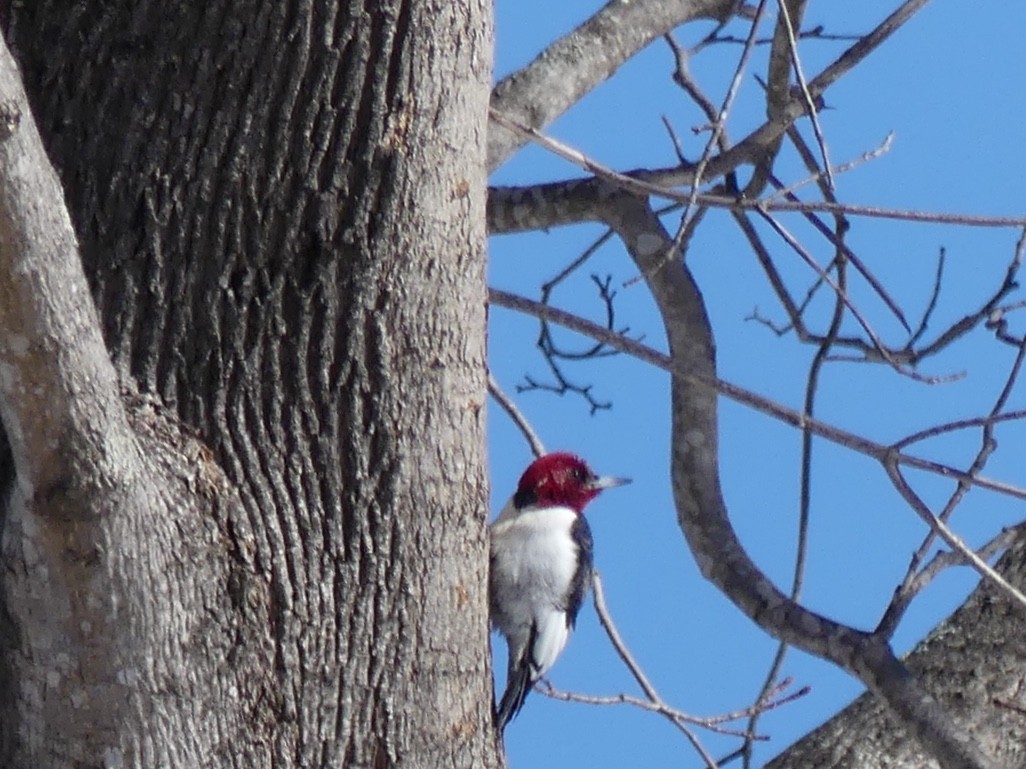 Red-headed Woodpecker - ML145092101
