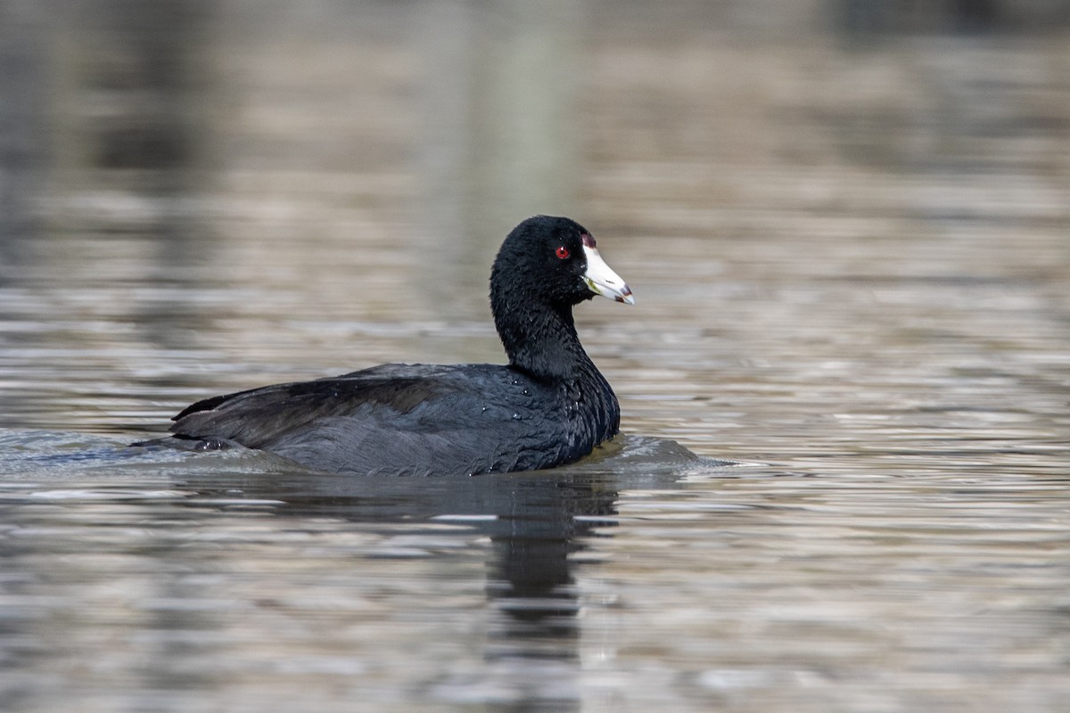 American Coot - Brad Imhoff