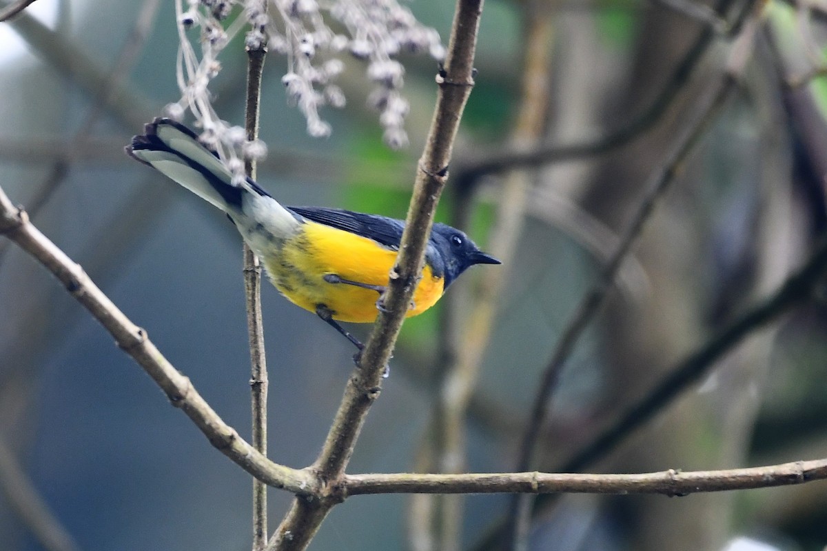 Slate-throated Redstart - ML145093721