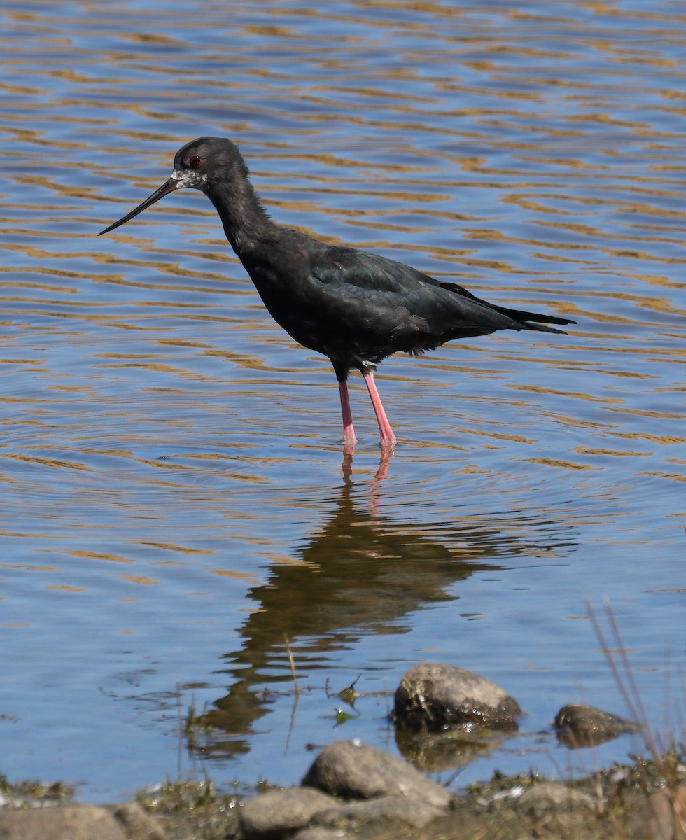 Black Stilt - ML145094711