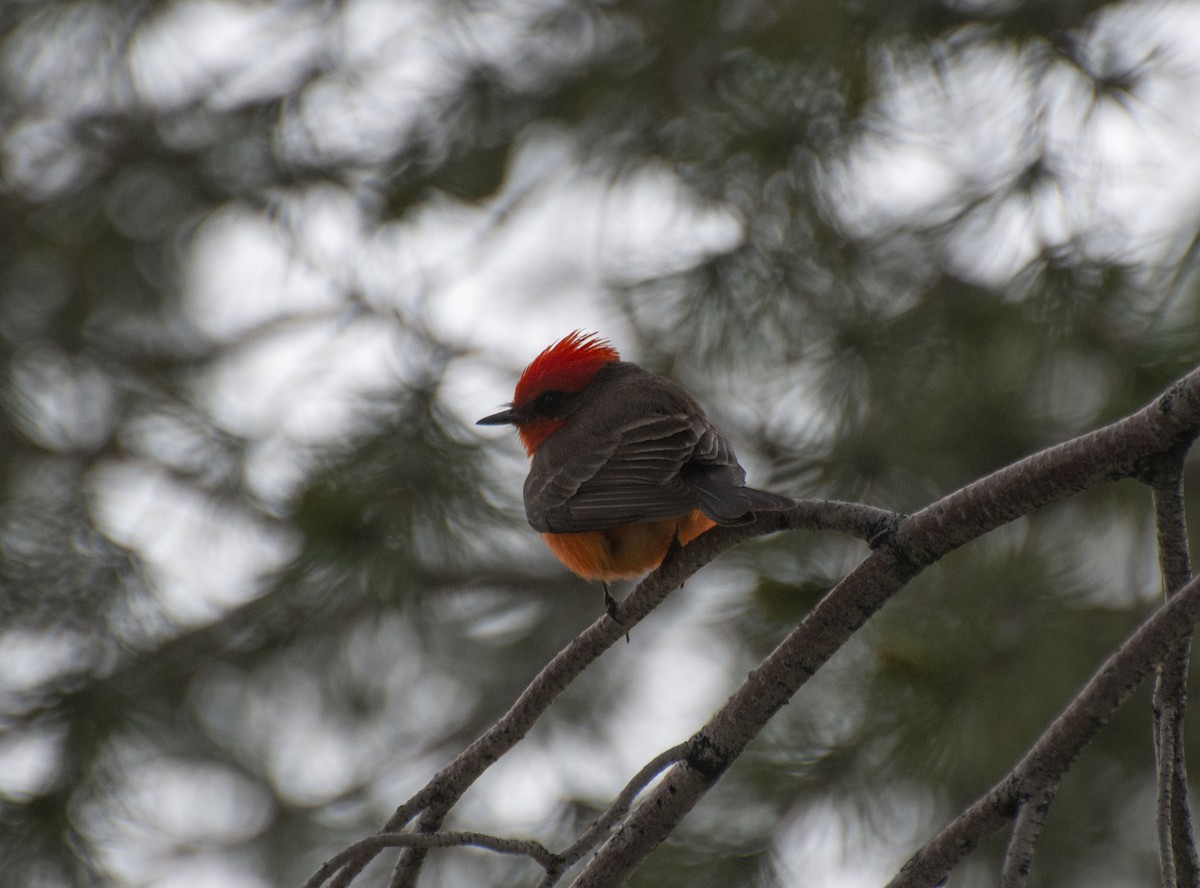 Vermilion Flycatcher - ML145094891