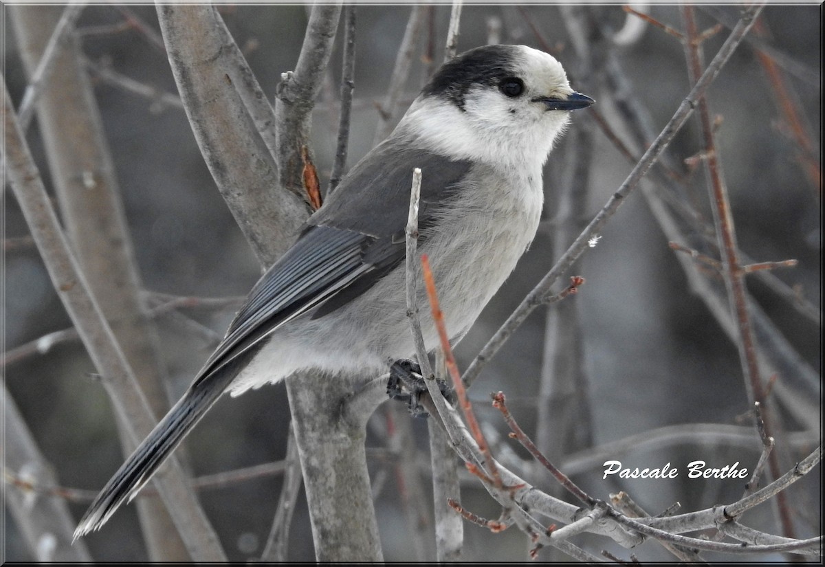 Arrendajo Canadiense - ML145095411