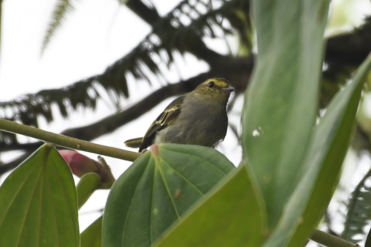 Golden-faced Tyrannulet - ML145095981