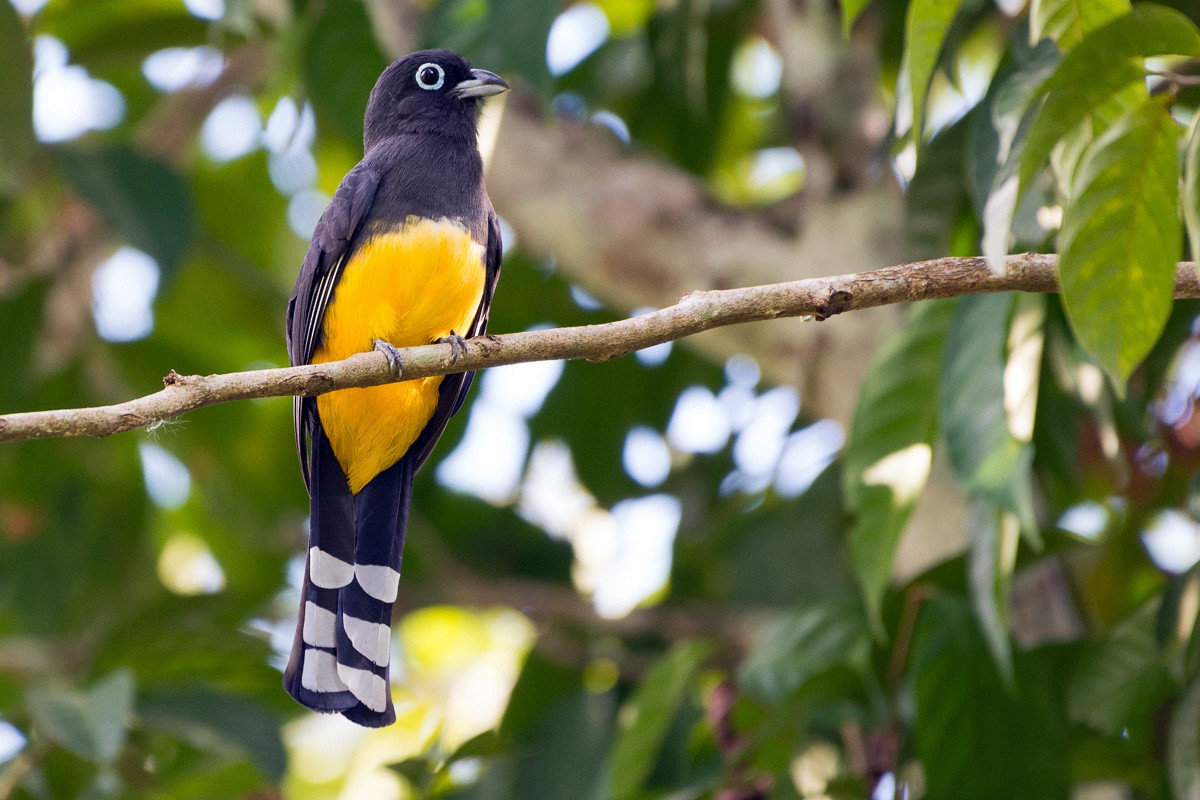 Black-headed Trogon - ML145097331