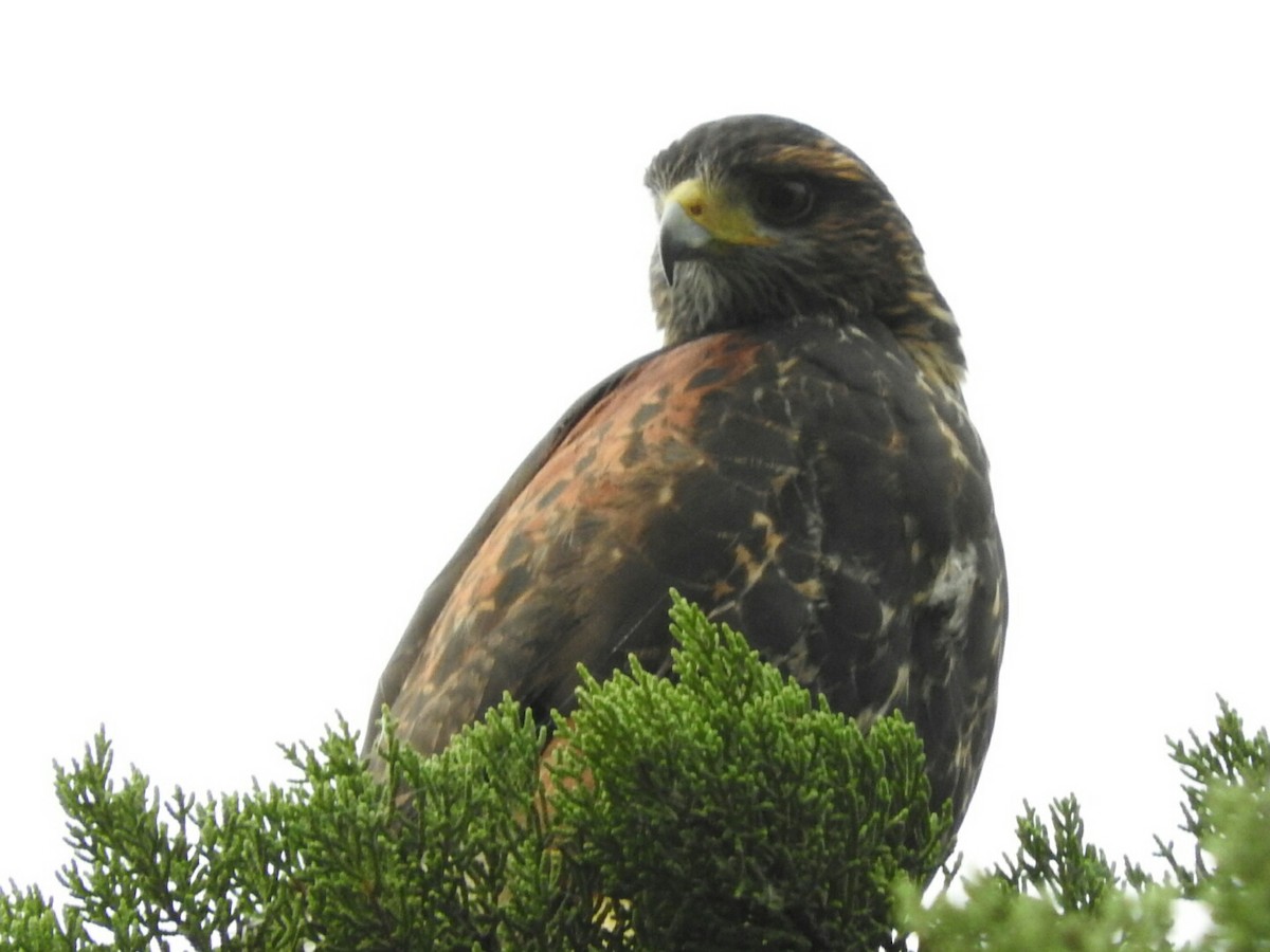 Harris's Hawk - ML145097571