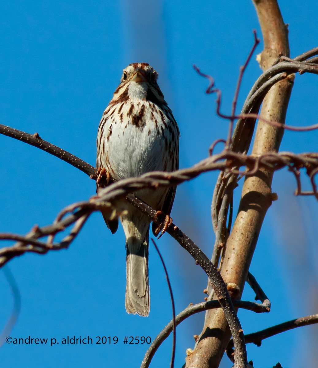 Song Sparrow - andrew aldrich