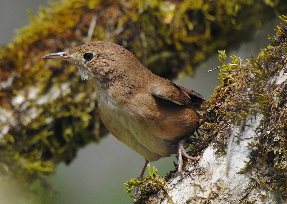 House Wren - Ad Konings