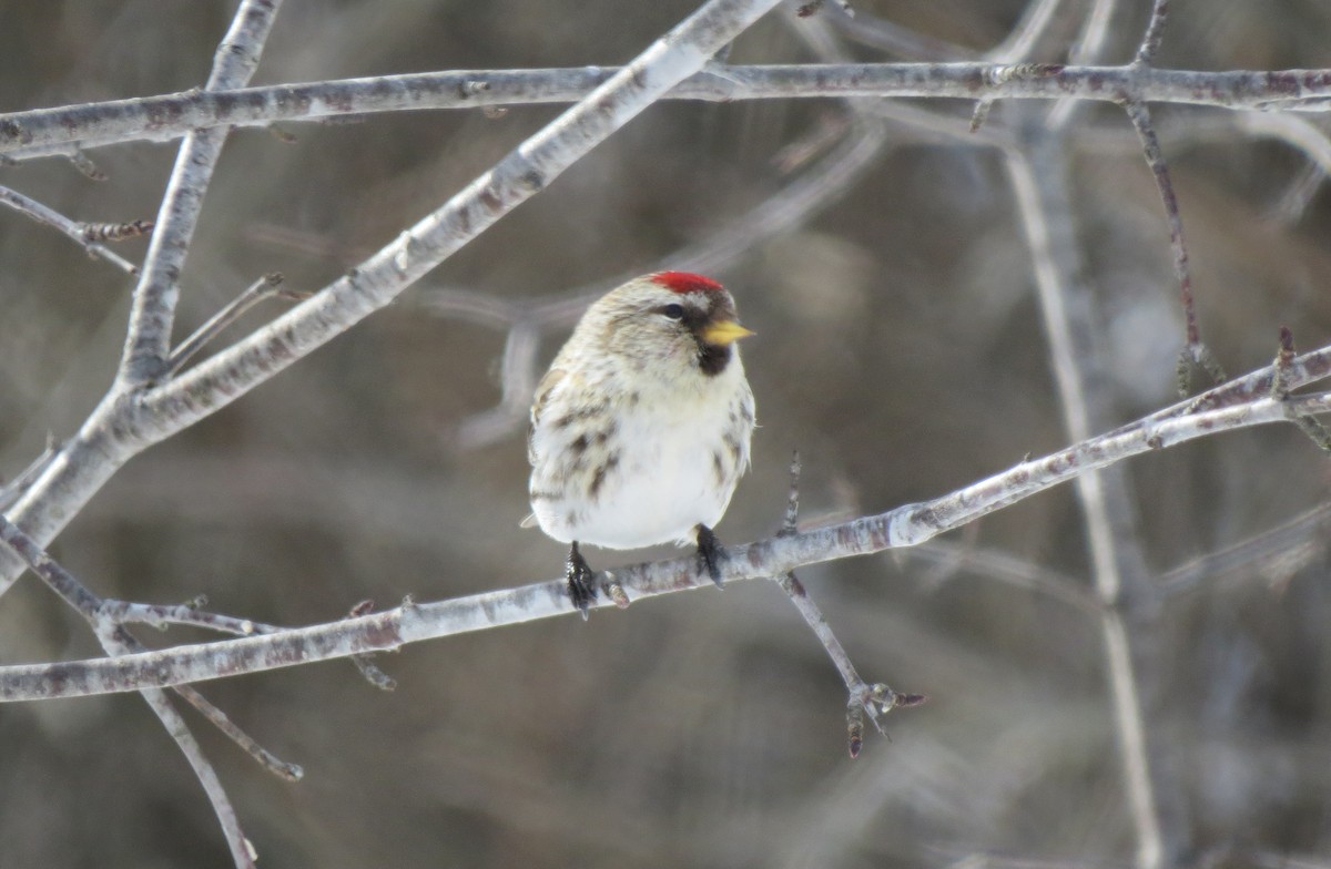 redpoll sp. - ML145101691