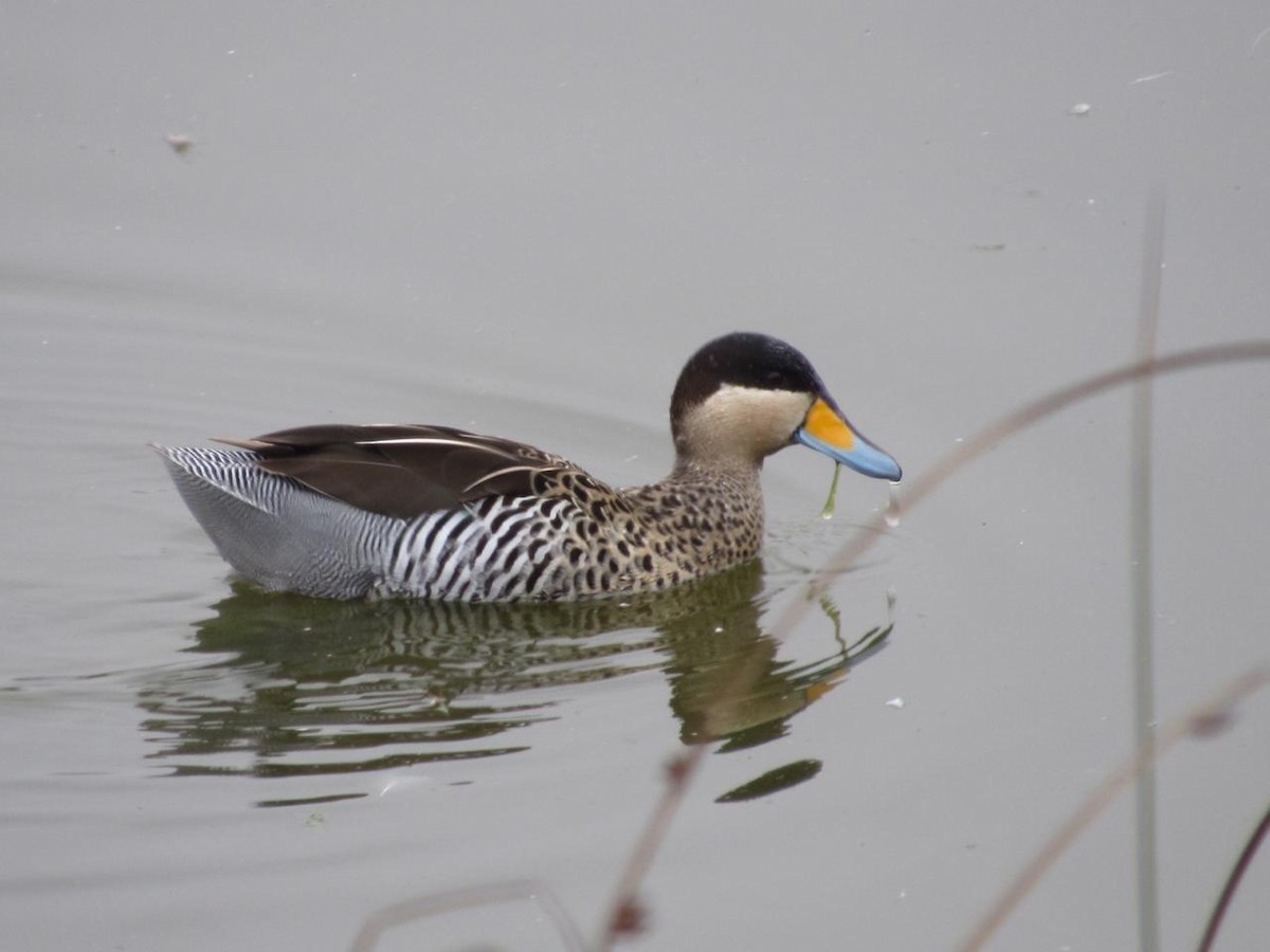 Silver Teal - ML145101941