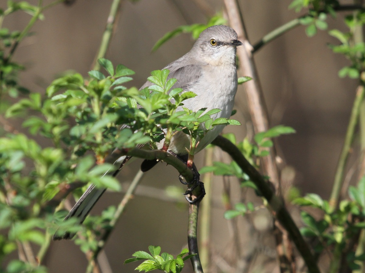 Northern Mockingbird - ML145102761