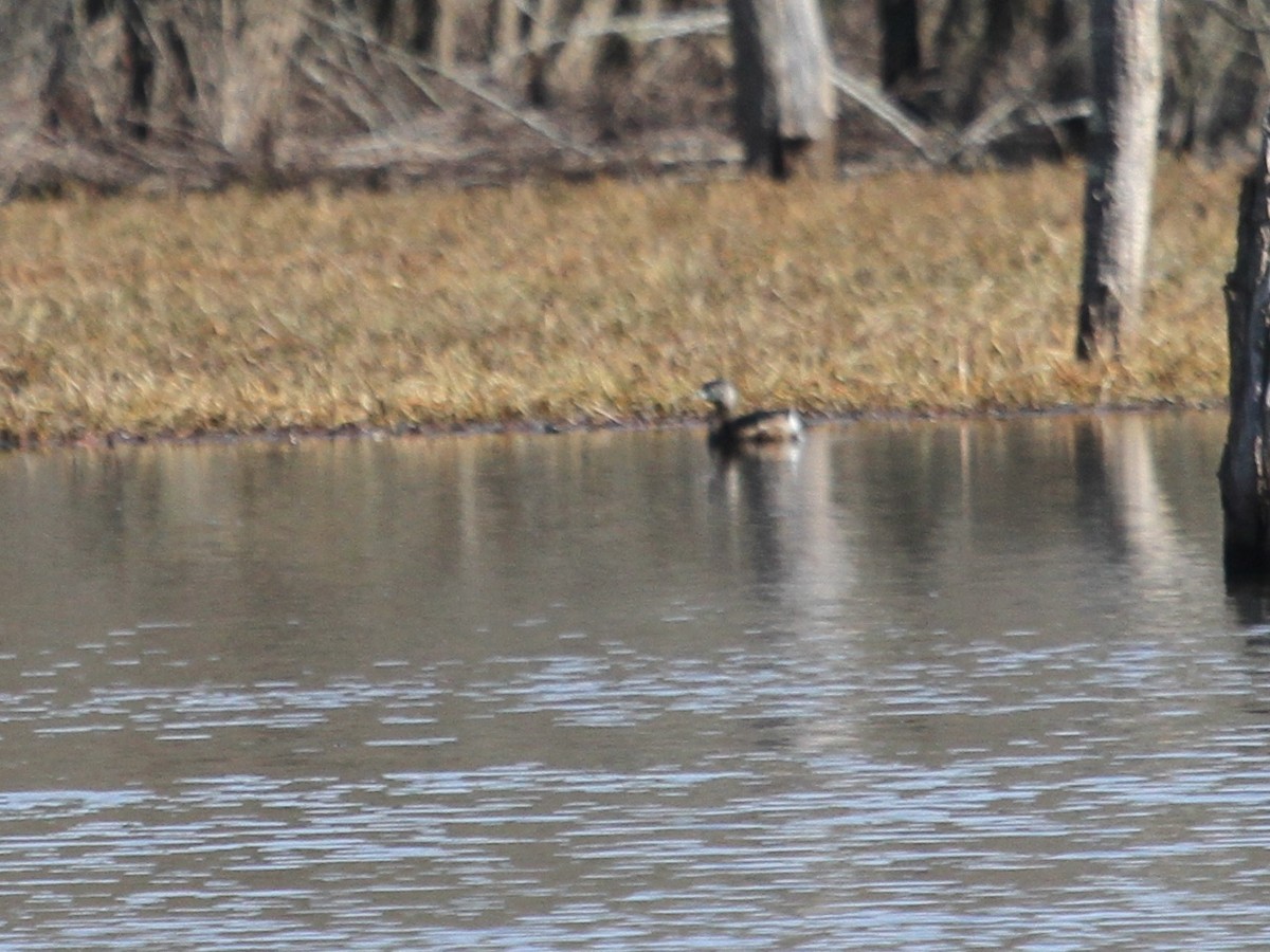 Pied-billed Grebe - ML145102791