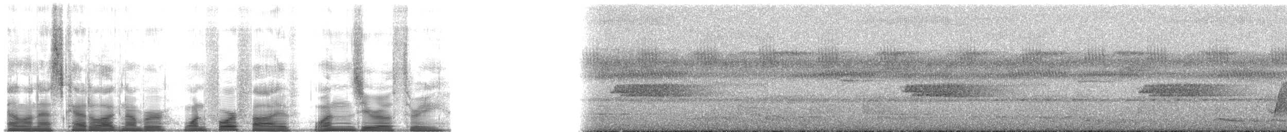 Мурашниця плямиста (підвид macularius) - ML145103
