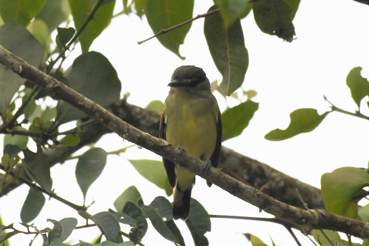 White-winged Becard - Liz Harper