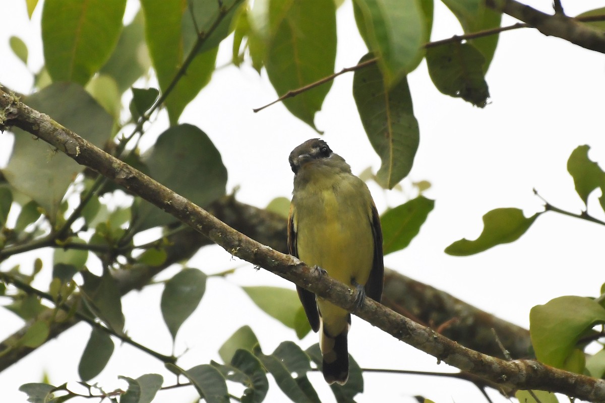 White-winged Becard - ML145103171