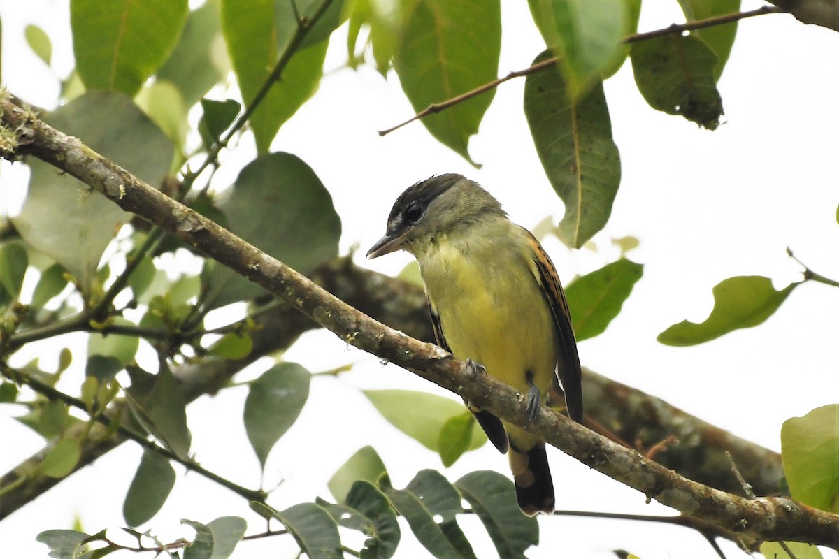 White-winged Becard - ML145103191