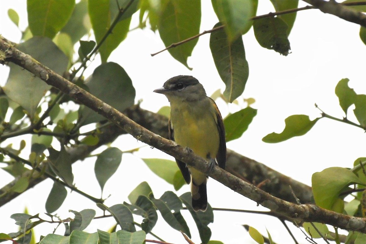 White-winged Becard - ML145103201