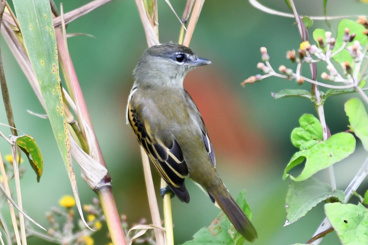 White-winged Becard - Liz Harper