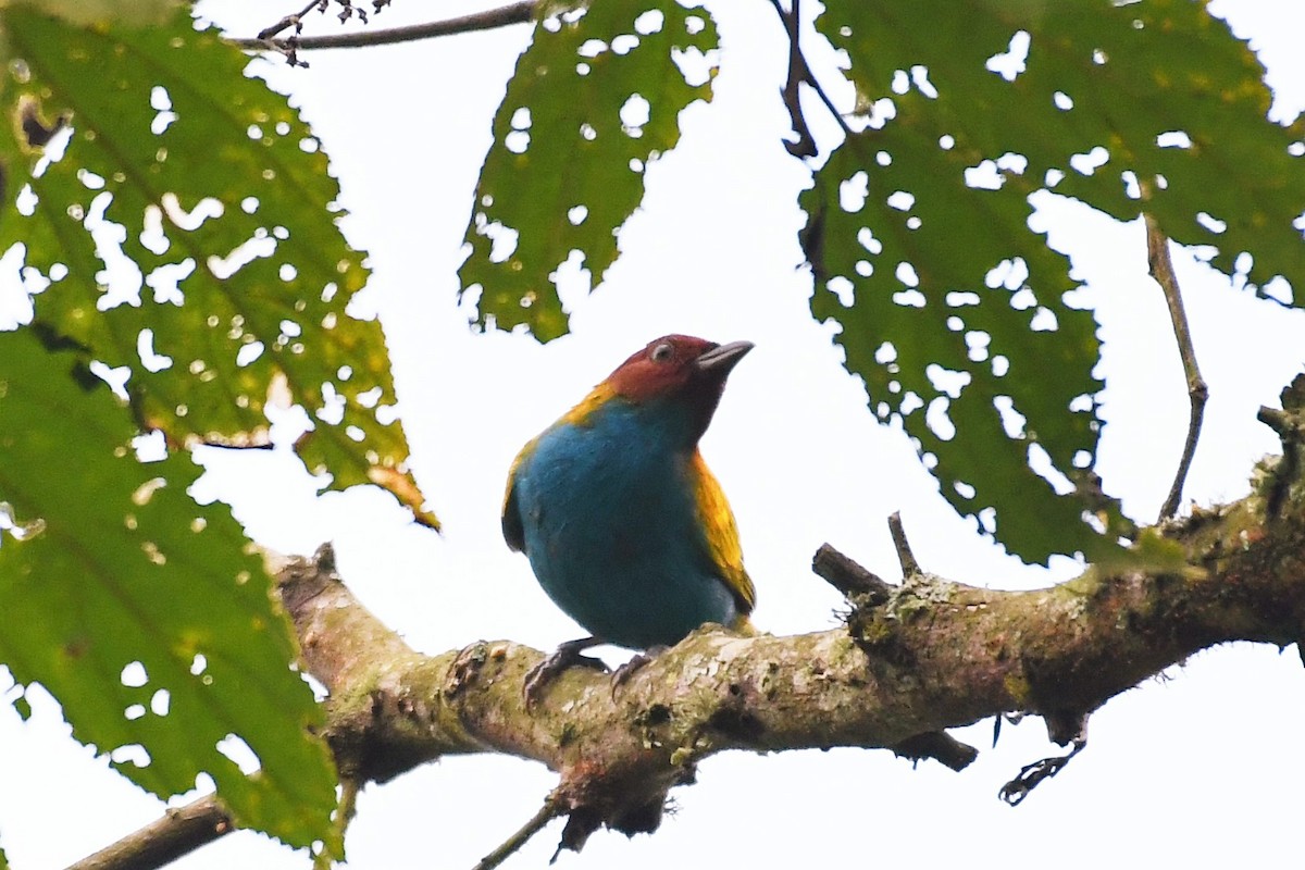 Bay-headed Tanager - Liz Harper