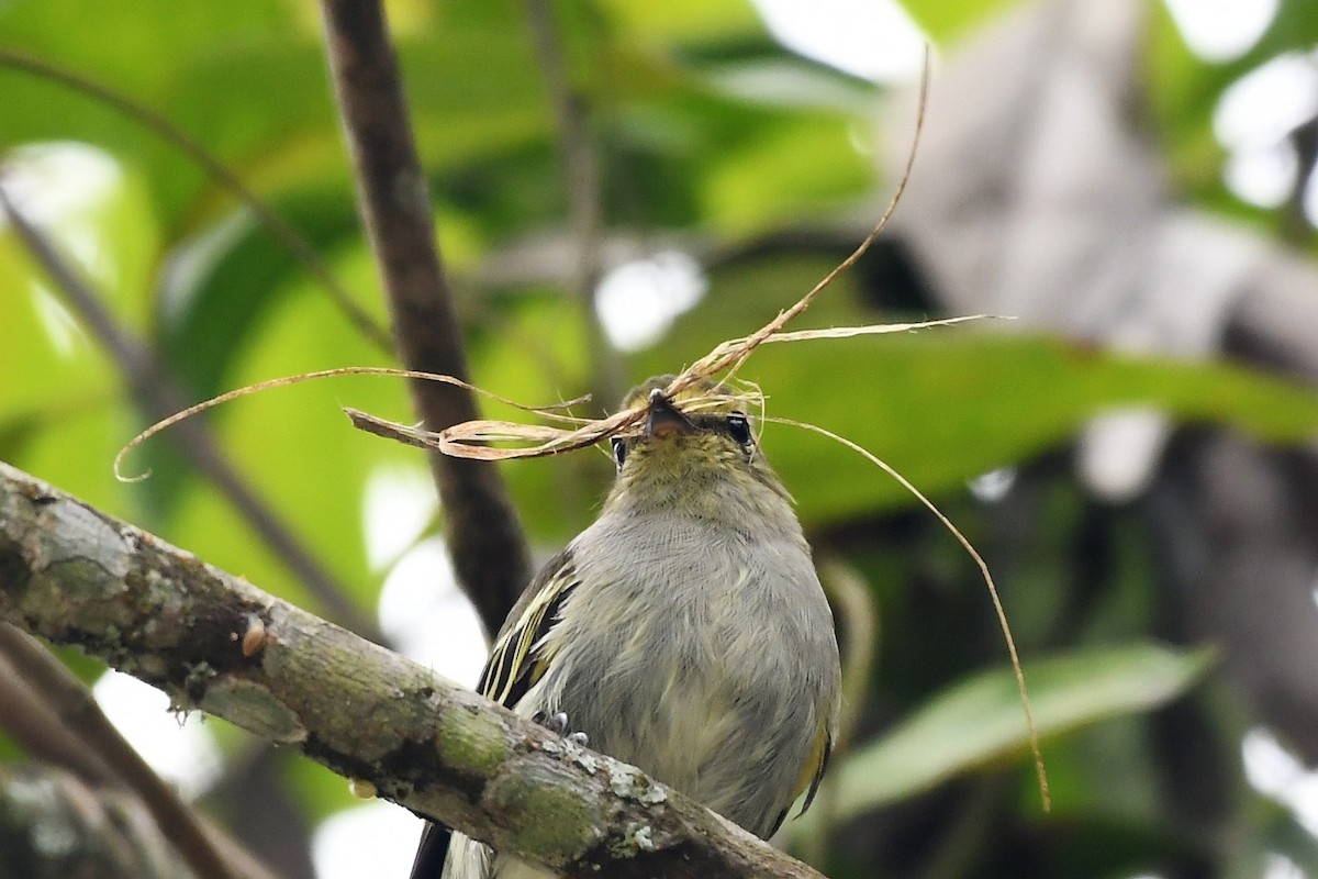 Golden-faced Tyrannulet - ML145103441