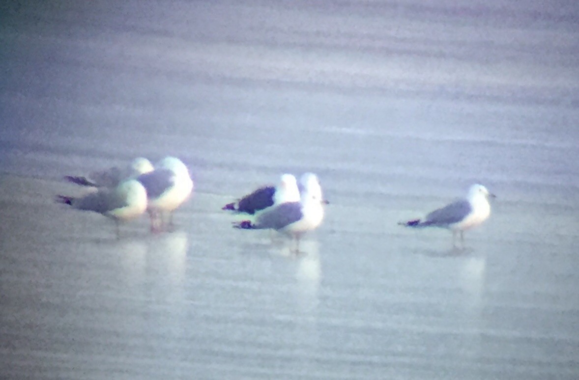 Lesser Black-backed Gull - ML145103471