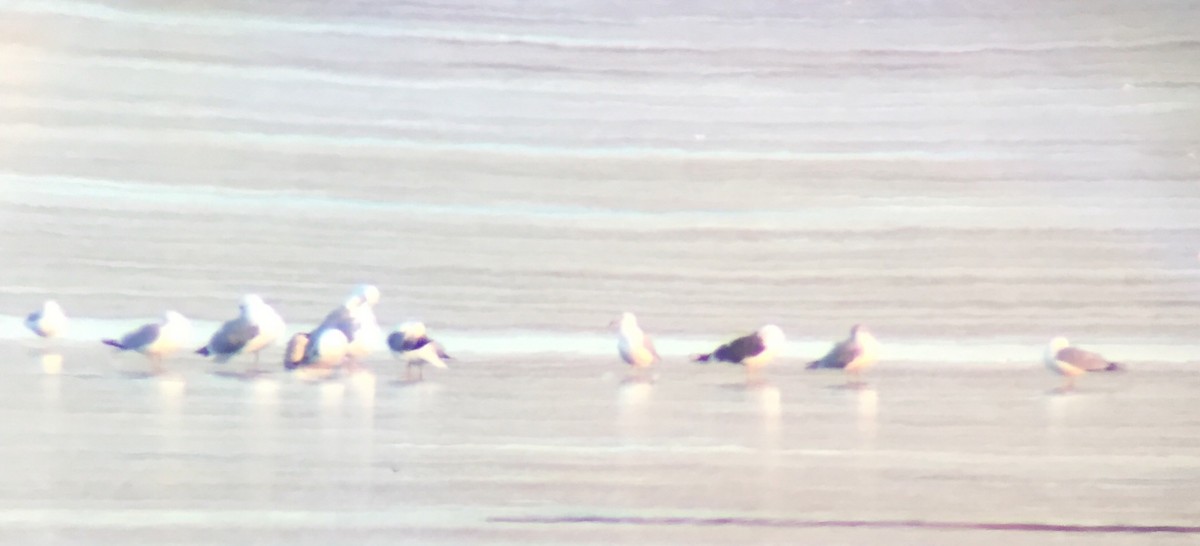 Lesser Black-backed Gull - ML145103501