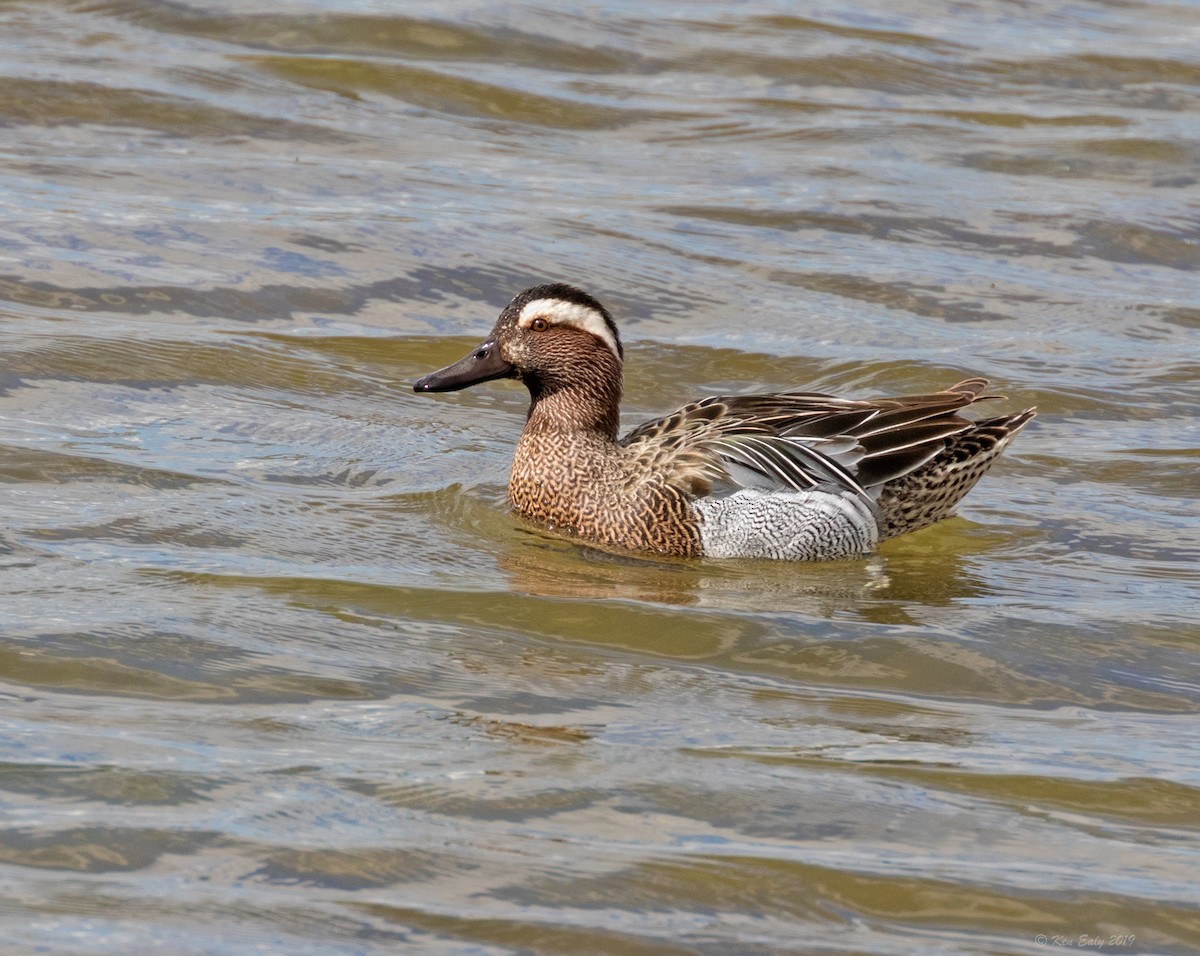 Garganey - Ken Ealy