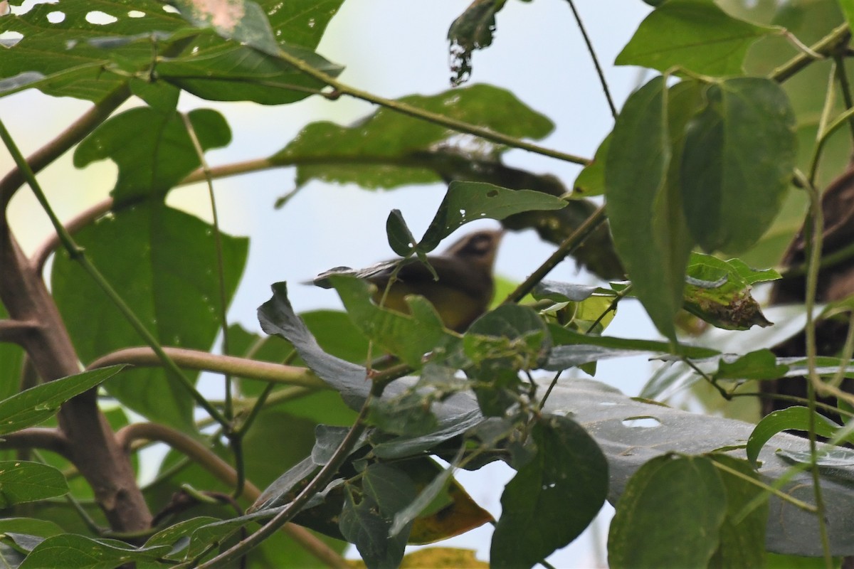 Three-striped Warbler - ML145103621