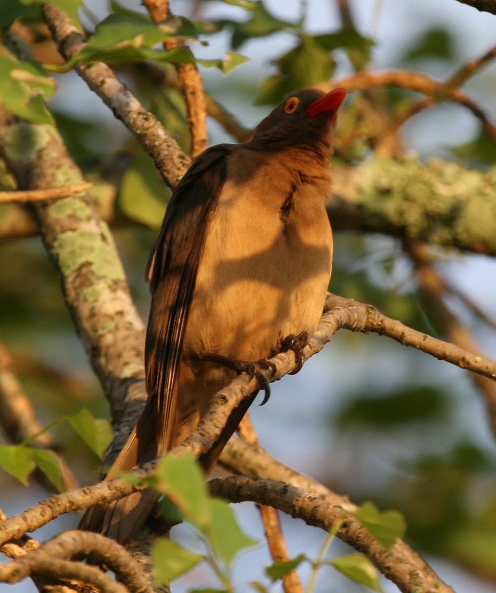 Red-billed Oxpecker - Cole Wolf