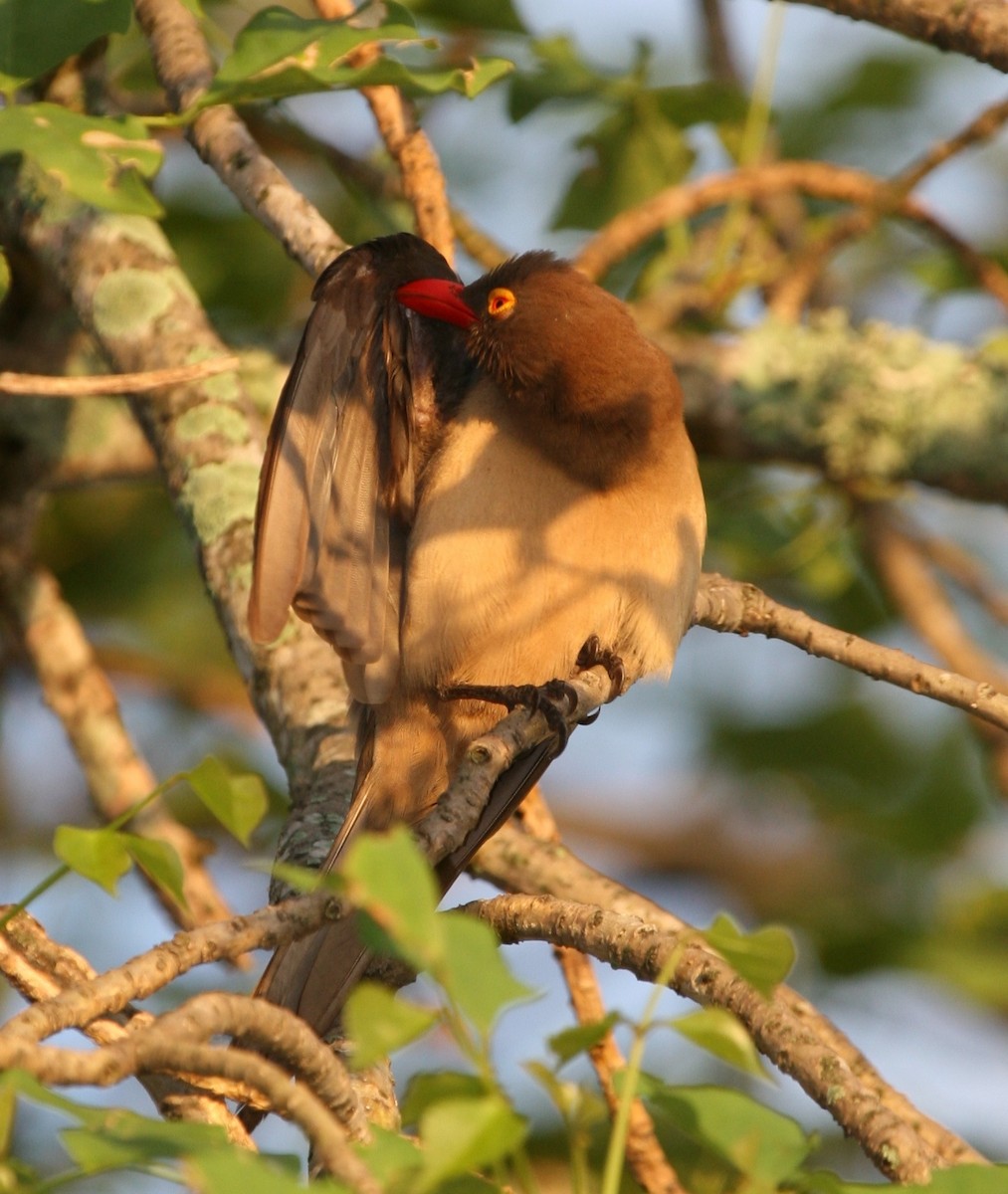 Red-billed Oxpecker - ML145104541