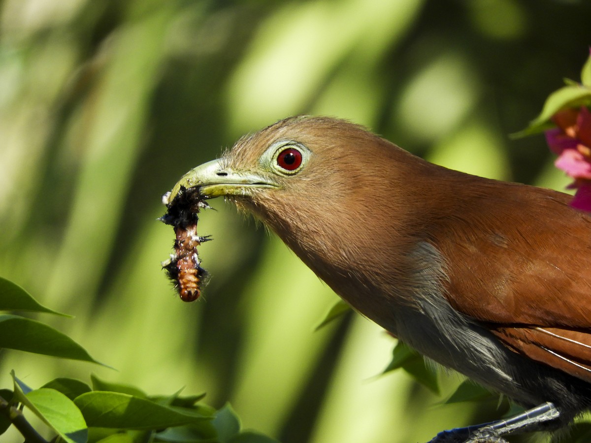 Squirrel Cuckoo (Middle America) - ML145106241