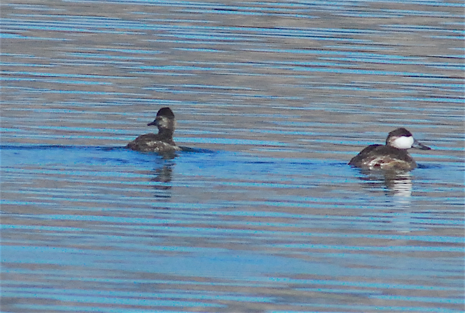 Ruddy Duck - ML145106271
