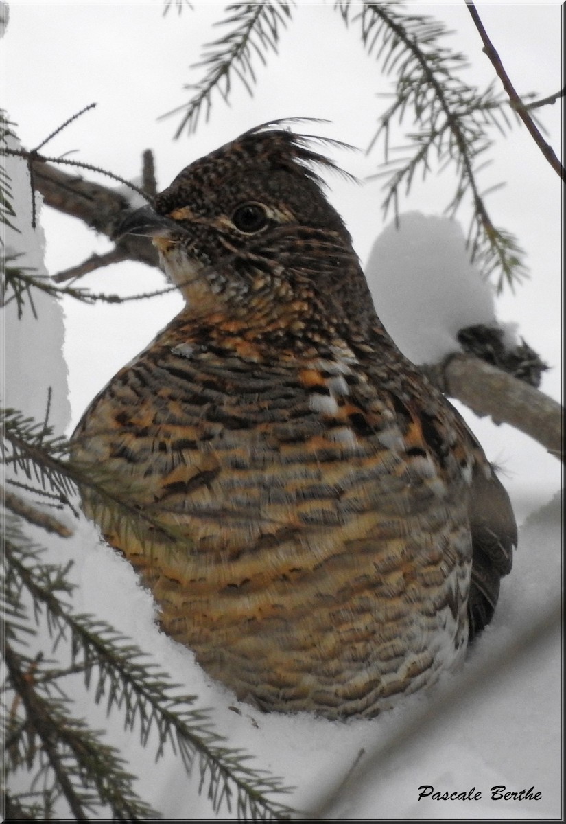 Ruffed Grouse - ML145107001