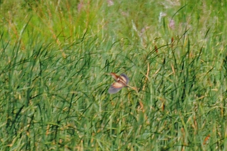 Least Bittern - ML145107611