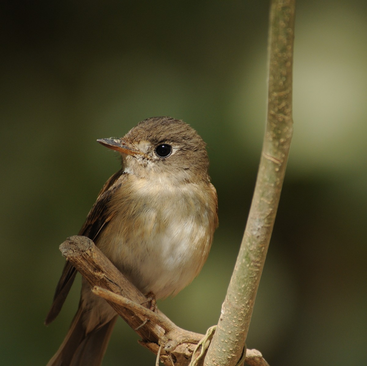 Brown-breasted Flycatcher - ML145110211
