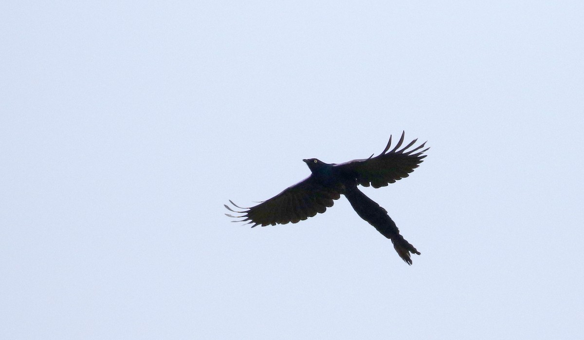 Long-tailed Glossy Starling - ML145111991