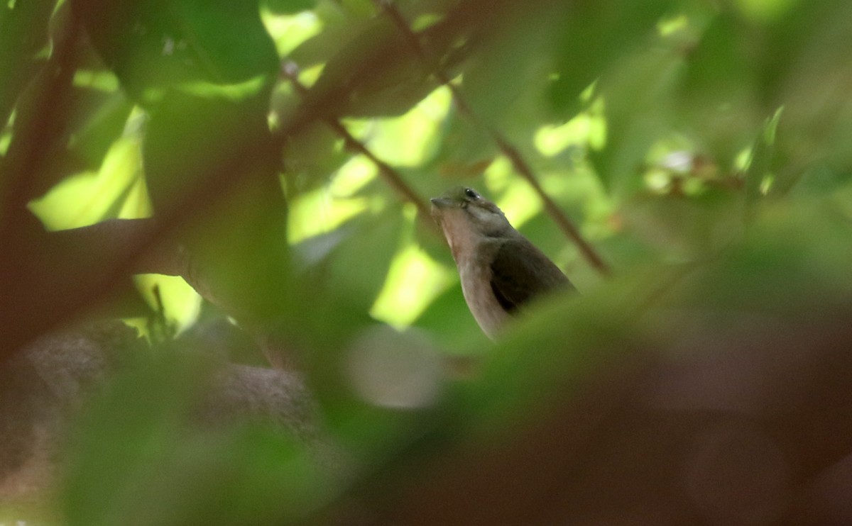 European Pied Flycatcher - ML145112011