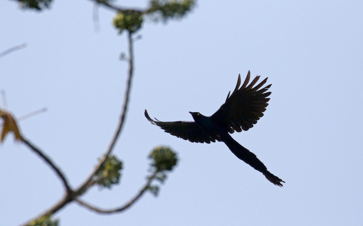 Long-tailed Glossy Starling - ML145112021