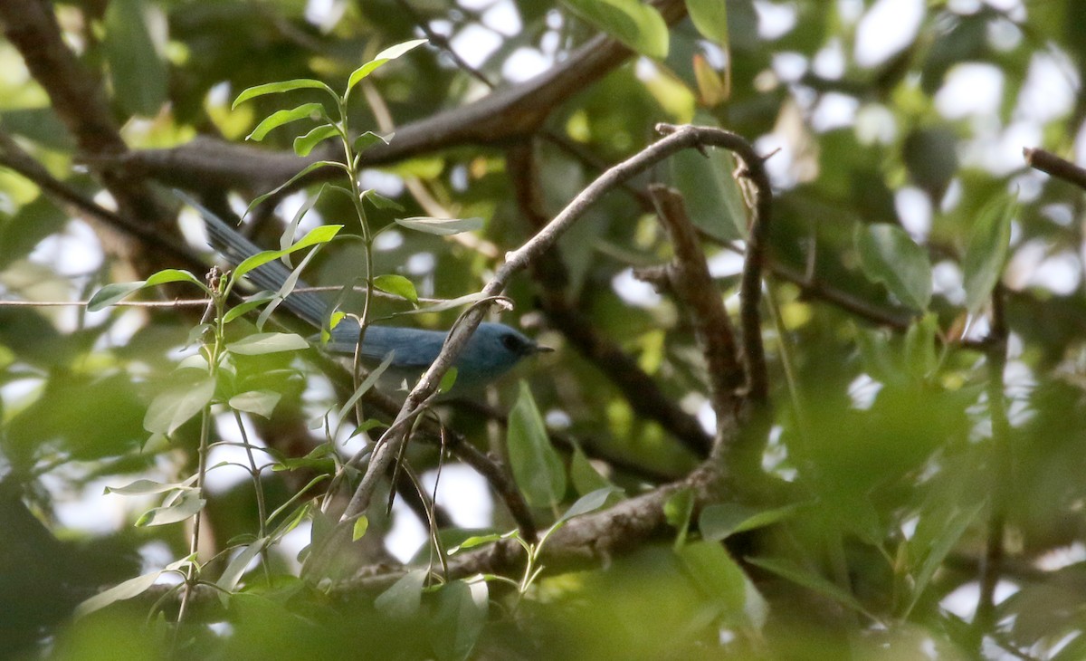 African Blue Flycatcher - ML145112071